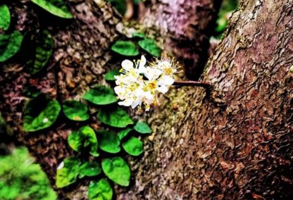 �������м�������΢��ʴ��������棬��������ͨ͸����